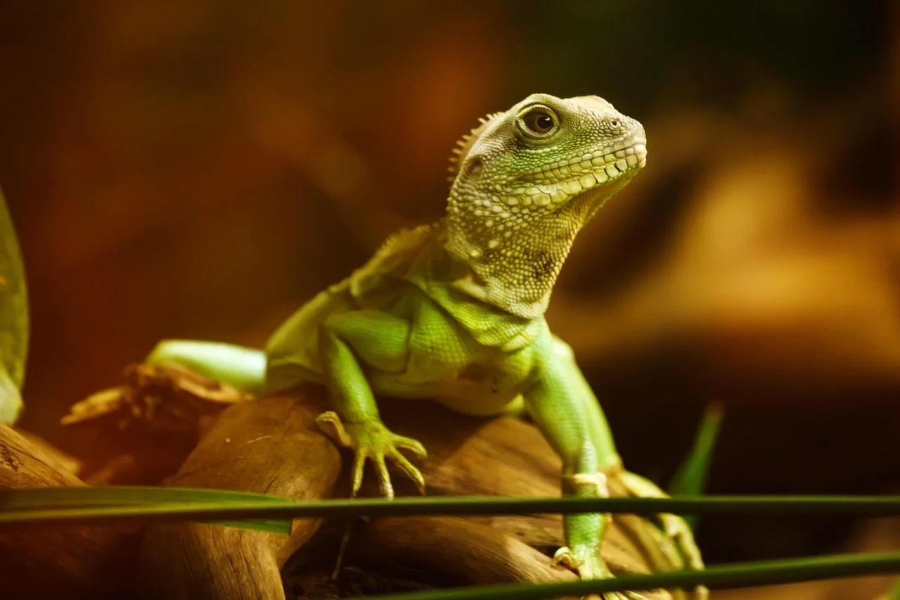 Pompa Dragon X i węże wysokociśnieniowe dla niezawodnego centralnego smarowania